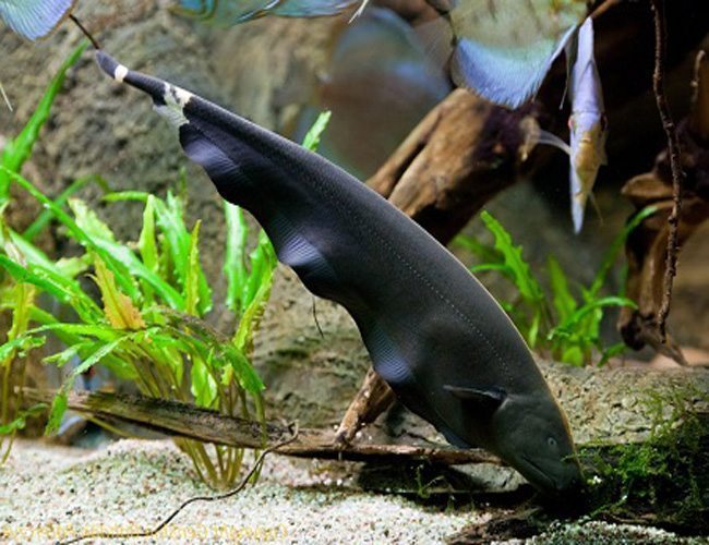 Black-Ghost-Knifefish.jpg