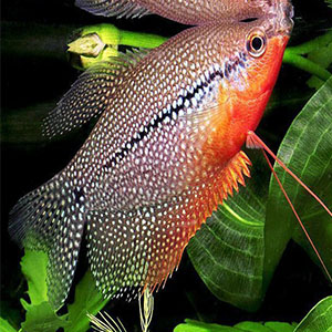 Gourami.jpg