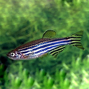 Zebrafish.jpg