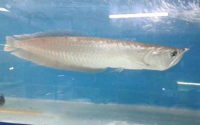 arowana-fish.jpg