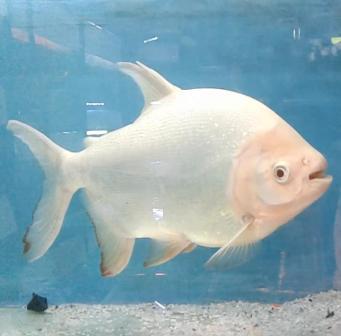 pacu-fish.jpg