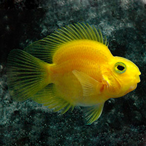 parrot-fish.jpg