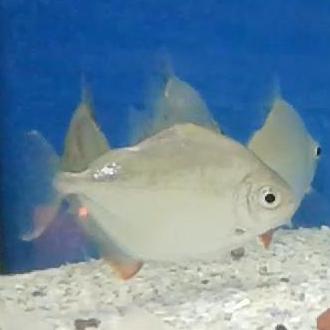 piranha-fish.jpg