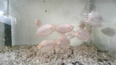 gourami-fish-16452658920358554241188535928160312462.jpg