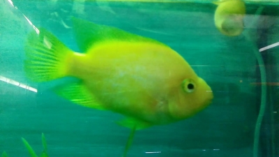 parrot-fish-14-October-2022-1665722373.jpg