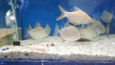 piranha-fish-14-October-2022-1665721444.jpg